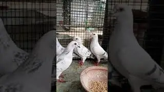 pigeons high flying #pigeon#high#flying#goodquality#highflyingpigeon