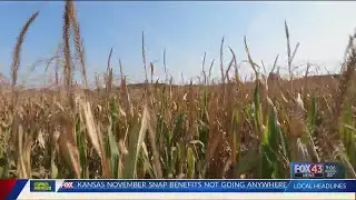 KU study finds soil microbes help plants survive drought
