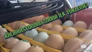 Kalibrasyondan Sonra İlk Yükleme Yapıldı ve Bugün 10. Gün. 58 yumurtada 56 dolu!!!!