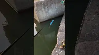 Unbelievable Big Carp Hooked on Sweet Corn 🌽 | River Fishing Short 🎣