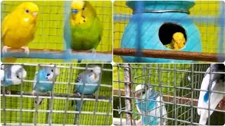Beautiful Bird's video