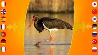 Bird Sounds: Black Stork