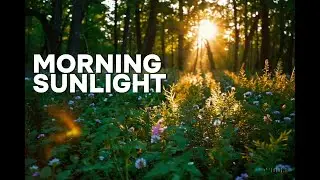 Morning Sunlight in the Forest #relaxing #music