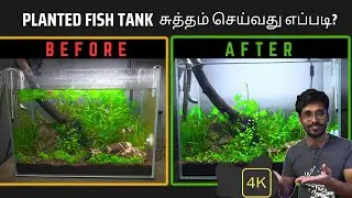 HOW TO CLEAN PLANTED FISH TANK CORRECTLY | TAMIL | EP - 231
