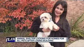 Animal shelter looking for homes for all pets after losing building