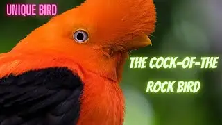 The Cock-of-the-Rock Bird/ Unique  Bird