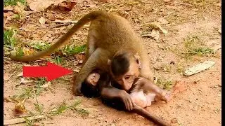 Cute baby monkey Mona  hit with small monkey a lot , So happy
