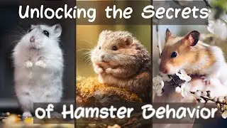 Unveiling the Secrets of Intriguing Hamster Behaviors!