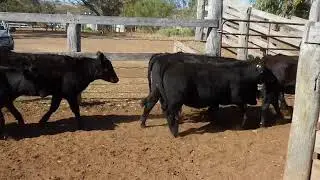 EU Heifers Mullaley Video 1