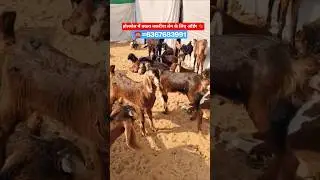 #shorts#goat#trending#viralshort#explore#farming#goatfarming#viral#afternoon#goa#reels#gym#fun#video