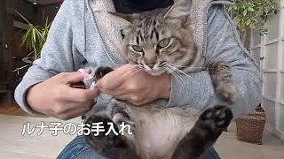 【猫】ルナ子のお手入れ　ブラッシング　爪切り　バリカンなど
