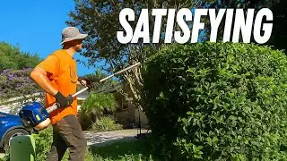 This Hedge Hadn't Been Trimmed In YEARS 
