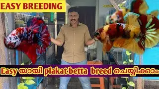 Easy യായി plakat betta  breed ചെയ്യിക്കാം || betta breeding malayalam || plakat betta fish breeding