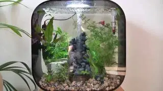 Biorb Life 30 Black and a new tank-mate.