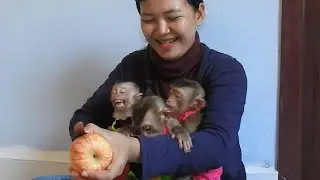 Monkey Baby Ploy Cry Loudly Can Not Wait Mom Feed Him With Apple Fruit