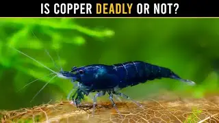 Your Shrimp Food Has Copper (And That&rsquo;s Actually OK?)
