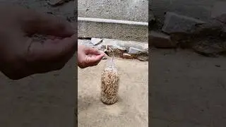 Matchstick Amazing Experiment #shorts #matchstick #firecracker #experiment #crazyexperiment #diwali