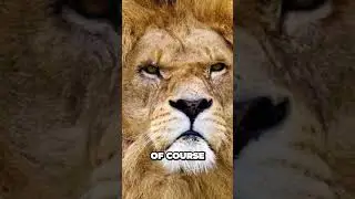 Can Rhodesian Ridgeback Hunt a Lion?