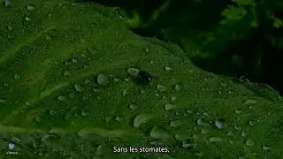 Stomates Bac S SVT