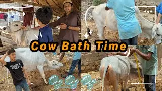 APNI Cow ko Nehla dia !😯😅 Laat mardi🥺😂
