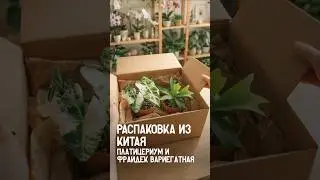 🌿Распаковка октябрьская. Папоротник и Алоказия из Китая 🇨🇳| #распаковка #цветыизкитая #pinduoduo