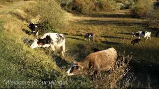 Cutting Wood On My Farm - Slow Countryside Life