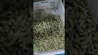 Edamame pods color sorting machine #sorting #colorsorter #sortex #machine