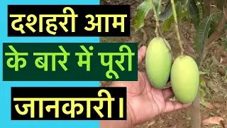 दशहरी आम के बारे में पूरी जानकारी। #dashahari_mango #mango_farming #indian_nursery_tips