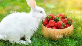 😱Rabbit Rescue Team video🌹#interesting #pet #rabbit 