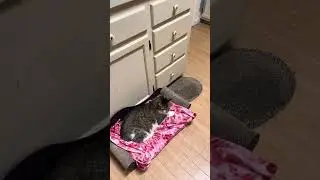 Cat Cousins awaiting Breakfast, they&rsquo;re so stinking cute! 🐈💕