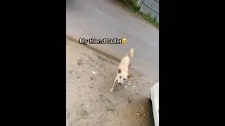 Friend 🐶❤️#happiness #humanity #dog #love #care #tujomila #shorts #ytshorts #viralshort #adhlpink