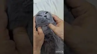 let's watch ashcat playing with me#petshub#catlife#petclub#petshub#catlover#catcat 😻