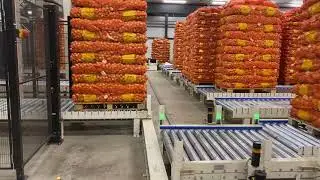 1208 Onions pallet conveying system