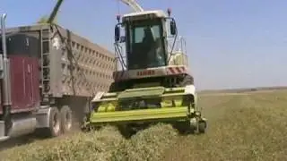 Chopping oats and peas for silage