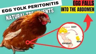 SAVE HER LIFE | EGG YOLK Rotting In Abdomen | NATURAL TREATMENTS FOR EGG YOLK PERITONITIS