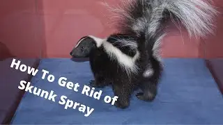 How To Get Rid of Skunk Spray Updated