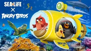Angry Birds x SEA LIFE | Red&rsquo;s Aquatic Mission!