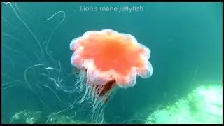 Port Erin Bay Marine Nature Reserve (longer version)