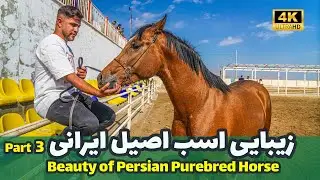 Walking tour: Beauty of Persian Horse 2024 - Part3 [4k] قسمت سوم، زیبایی اسب اصیل ایرانی، پاییز 1403