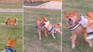 Suki Bashing Shiro - she went bonkers!
