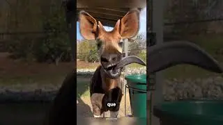 El Okapi, tiene cabeza de jirafa, rayas de cebra y cuerpo de caballo #viral #ciencia #interesante