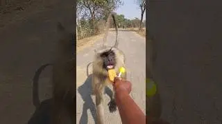 Wild Langur Walked Straight to Me for Biscuit 😮!