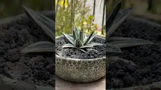 Agave victoriae-reginae variegata 