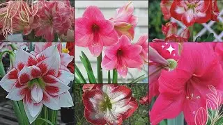 50 AMARYLLIS FLOWERS Varieties |50 amaryllis flowers name ❤️❤️❤️ trenolota and bird's