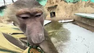 Маня рада вернуться с Люсей домой, а Степа едет прогуляться по парку❤️