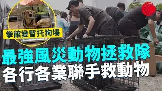 一線搜查｜最強風災動物拯救隊 各行各業聯手救動物 歌手低調做義工 司機一呼百應 拳館變暫托狗場｜846集｜有線新聞 林希靈｜ #一線搜查｜HOYTV 77台
