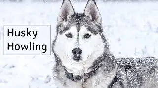 Siberian Husky Howling Sounds to Make Your Dog Howl