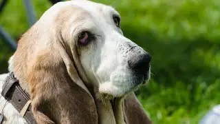 Unlocking the Secrets of the Bloodhound's Powerful Nose