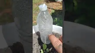 the q-tip and recycle water bottle watering hack really works