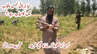 Garlic farming |Lahsan ki kasht ka tareeka |Garlic crop ready to harvest |IR FARM